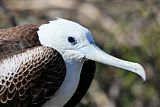 Magnificent Frigatebird